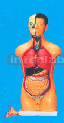 42 CM TALL MALE TORSO WITH 14 DISSECTIBLE PARTS